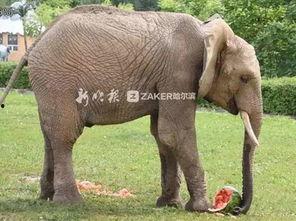 2022娱乐圈吃瓜乱象,揭秘吃瓜乱象背后的真相与反思 第3张 2022娱乐圈吃瓜乱象,揭秘吃瓜乱象背后的真相与反思 第3张